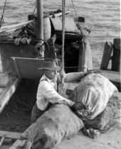 Apalachicola Fish and Oyster Company worker loading oyster filled sacks onto dock - Apalachicola, Florida.