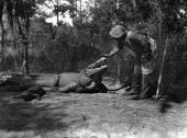 Man petting an alligator at an alligator farm - St. Augustine, Florida