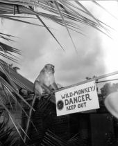 Monkey by sign at Monkey Jungle - Miami, Florida.