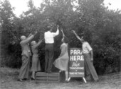 Tourists picking tangerines in a citrus grove - Winter Haven, Florida