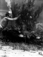 Diver Newt Perry decorating underwater Christmas tree at Weeki Wachee Springs amusement park.