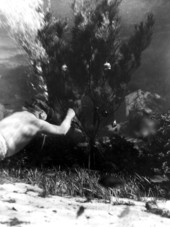 Diver Newt Perry hanging ornaments on underwater Christmas tree at Weeki Wachee Springs amusement park.