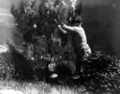 Diver Newt Perry decorating underwater Christmas tree at Weeki Wachee Springs amusement park.