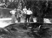 People feeding fish to alligators at an alligator farm - St. Augustine, Florida