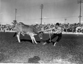 Boy struggles to get calf across the finish line - Lakeland, Florida