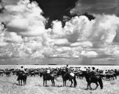 Seminole Indian cowboys herding cattle in the pasture - Brighton Reservation, Florida.