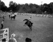 Unidentified cowboy rides a wild horse - Bonifay, Florida