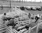 Unidentified men with penned cattle - Kissimmee, Florida