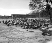 Turkeys at the Tot's Tender Turkey Farm - Havana, Florida