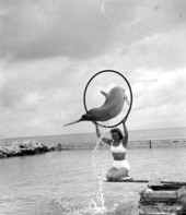 Flipper (Mitzi) leaping through hoop - Marathon, Florida.