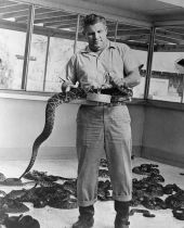 Ross Allen milking a rattlesnake - Ocala, Florida.