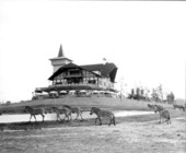 Zebras from Africa behind the old Swiss style house at Busch Gardens.