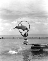 Flipper (Mitzi) leaping through hoop - Marathon, Florida.