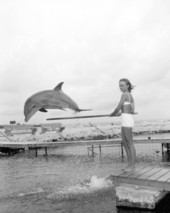 Flipper (Mitzi) performing at Santini's Porpoise School - Marathon, Florida.