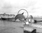 Flipper (Mitzi) leaping through hoop - Marathon, Florida.