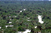 Bird's eye view overlooking part of the Caladesi Island State Park from an observation tower - Dunedin, Florida