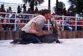 Alligator wrestling at the Gatorland theme park in Orlando, Florida.