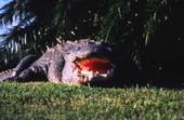 Close-up view of an alligator at the Gatorland theme park in Orlando, Florida.