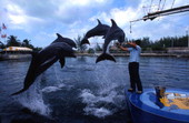Animal trainer with leaping dolphins at the "Theater of the Sea" marine mammal park in Islamorada, Florida.
