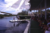 Animal trainers on platform near dolphins during a show at the "Theater of the Sea" marine mammal park in Islamorada, Florida.