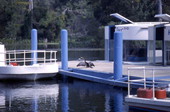 Anhinga on the dock at the Edward Ball Wakulla Springs State Park.