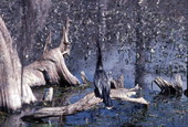 Anhinga at Wakulla Springs.