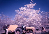 African American workers gathering tung nuts in Tallahassee, Florida.