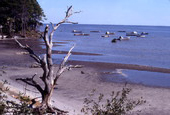 View looking toward fleet of oyster boats at Apalachicola, Florida.