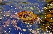 View showing a Northern bullfrog in Gainesville, Florida.