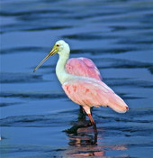 View of a Roseate spoonbill in Cedar Key, Florida.
