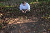 Division of Historical Resources Site Manager Dr. Robert Krause examining brick foundation structure on Grove property in Tallahassee, Florida.