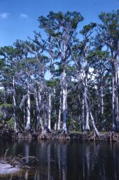 Cypress swamp in Palmdale.