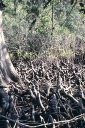 Cypress root system.