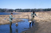 Seminole Jimmy McDaniels and Dale Crider with Canadian Geese (Branta canadensis) captured for banding at Wakulla Springs.