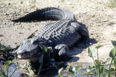 Close-up view of gator in the Everglades - Broward County, Florida