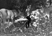 Key Deer licking a cat - No Name Key, Florida