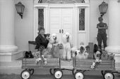 Barbara Simmons' performing dogs from her animal act at the Florida Folk Festival- White Springs, Florida