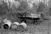 Barrels containing turpentine near an old wagon.