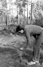 Man examining a longleaf pine sapling