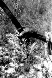 Susie Jim Billie holding a medicinal herb she has cultivated- Big Cypress Seminole Indian Reservation, Florida