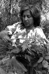 Agnes Cypress collecting medicinal herbs- Big Cypress Seminole Indian Reservation, Florida