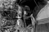 Susie Jim Billie collecting medicinal bark- Big Cypress Seminole Indian Reservation, Florida