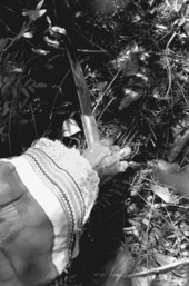 Susie Jim Billie collecting medicinal plants and herbs- Big Cypress Seminole Indian Reservation, Florida