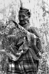 Susie Jim Billie collecting medicinal plants and herbs- Big Cypress Seminole Indian Reservation, Florida