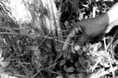 Susie Jim Billie collecting medicinal plants and herbs- Big Cypress Seminole Indian Reservation, Florida