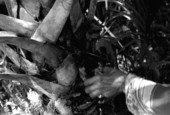 Susie Jim Billie collecting medicinal bark- Big Cypress Seminole Indian Reservation, Florida
