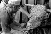 Roger McGee injecting a cow with a worming agent and putting in an anti-fly at Buck Island Ranch- Lake Placid, Florida