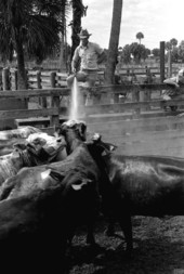 Lloyd McGee spraying cattle with a hose at Buck Island Ranch- Lake Placid, Florida