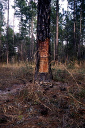 Pine tree that has been cut for turpentining.