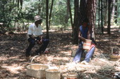 Apprentice Michael Steen watches Alphonso Jennings working on a white oak basket - Lamont, Florida